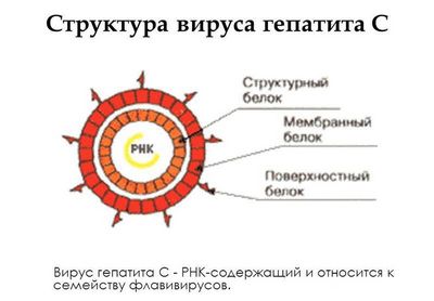 Проблема вирусного гепатита в нашей стране- фото № 1 Проблема вирусного гепатита в нашей стране