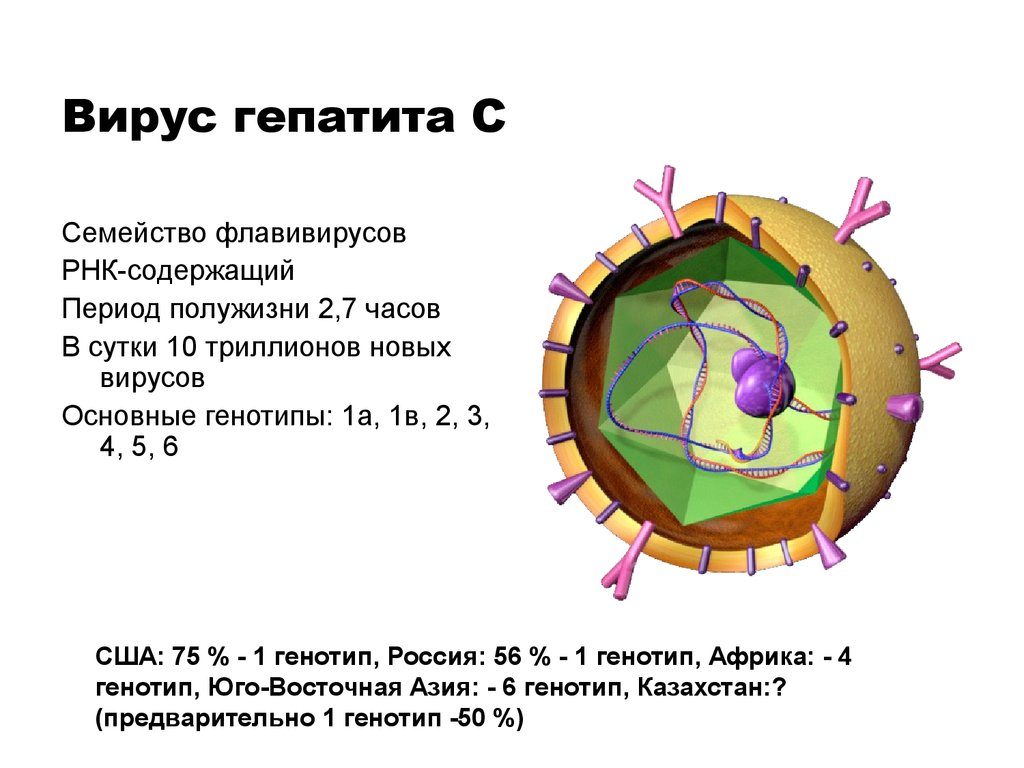 Генотипы гепатита С- фото № 6 Генотипы гепатита С