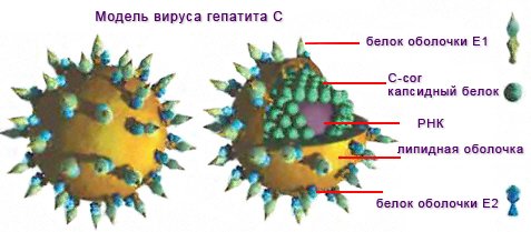 Использование схем лечения гепатита С- фото № 1 Использование схем лечения гепатита С