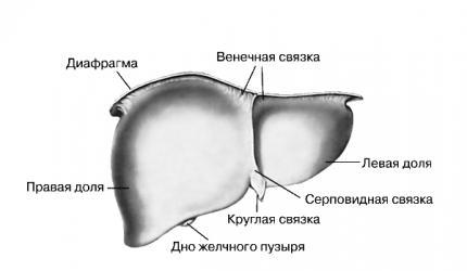 Как устроена наша печень- фото № 2 Как устроена наша печень