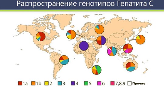 Генотипы вируса гепатита С: какой самый опасный- фото № 1 Генотипы вируса гепатита С: какой самый опасный